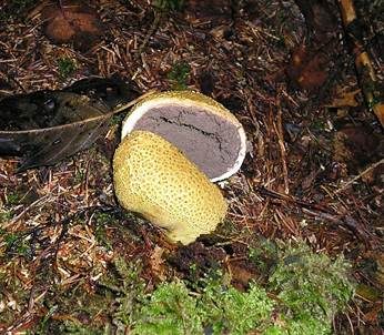 Dickschaliger Kartoffelbovist, Foto 3