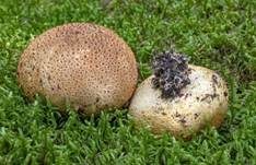 Dickschaliger Kartoffelbovist, Foto 12