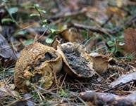 Dickschaliger Kartoffelbovist, Foto 15