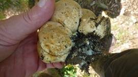 Dickschaliger Kartoffelbovist, Foto 16