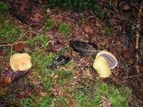 Dickschaliger Kartoffelbovist, Foto 17