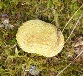 Dickschaliger Kartoffelbovist, Foto 18