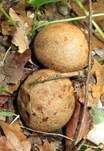 Dickschaliger Kartoffelbovist, Foto 20