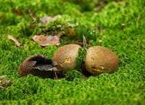 Dickschaliger Kartoffelbovist, Foto 21
