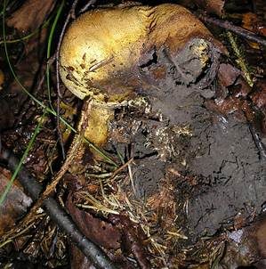 Dickschaliger Kartoffelbovist, Foto 4