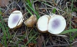 Dickschaliger Kartoffelbovist, Foto 23