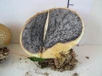 Dickschaliger Kartoffelbovist, Foto 27