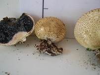 Dickschaliger Kartoffelbovist, Foto 28