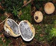 Dickschaliger Kartoffelbovist, Foto 31