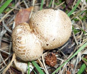 Dickschaliger Kartoffelbovist, Foto 5
