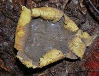 Dickschaliger Kartoffelbovist, Foto 35