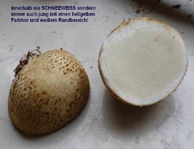 Dickschaliger Kartoffelbovist, Foto 6