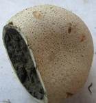 Dickschaliger Kartoffelbovist, Foto 43