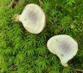 Dickschaliger Kartoffelbovist, Foto 45