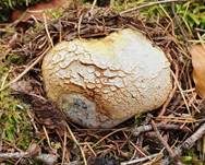 Dickschaliger Kartoffelbovist, Foto 47