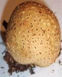 Dickschaliger Kartoffelbovist, Foto 10