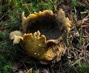 Dickschaliger Kartoffelbovist, Foto 11