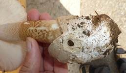 Dickscheidiger Scheidenstreifling, Foto 17