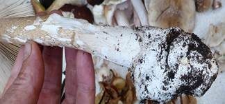 Dickscheidiger Scheidenstreifling, Foto 18