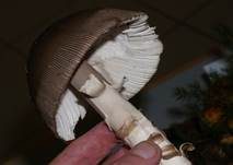 Dickscheidiger Scheidenstreifling, Foto 21
