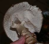 Dickscheidiger Scheidenstreifling, Foto 22