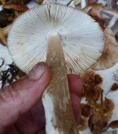 Dickscheidiger Scheidenstreifling, Foto 5