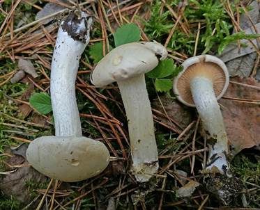 Dickschleimiger Birkenschneckling, Foto 2