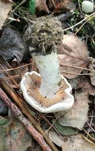 Dickschleimiger Birkenschneckling, Foto 6