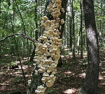 Dickstacheliger Schwammporling, Foto 3