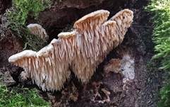 Dickstacheliger Schwammporling, Foto 17