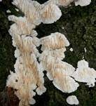 Dickstacheliger Schwammporling, Foto 10