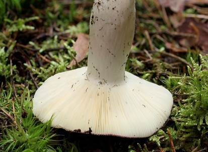 Apfeltäubling, Foto 3