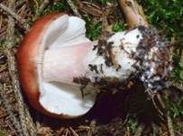 Apfeltäubling, Foto 13