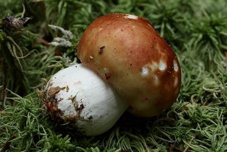 Apfeltäubling, Foto 5