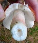Apfeltäubling, Foto 34