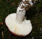 Apfeltäubling, Foto 35