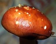 Apfeltäubling, Foto 46