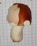 Apfeltäubling, Foto 51
