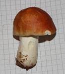 Apfeltäubling, Foto 53