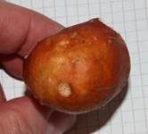 Apfeltäubling, Foto 54