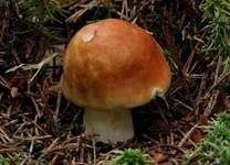 Apfeltäubling, Foto 8