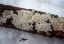 Dickstacheliger Zähnchenrindenpilz, Foto 12