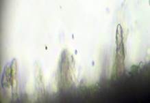 Dickstacheliger Zähnchenrindenpilz, Foto 17