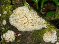 Dickstacheliger Zähnchenrindenpilz, Foto 5
