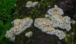 Dickstacheliger Zähnchenrindenpilz, Foto 6