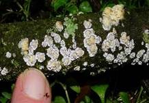 Dickstacheliger Zähnchenrindenpilz, Foto 8