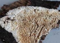 Dickstacheliger Zähnchenrindenpilz, Foto 9