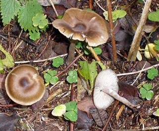Dickstieliges Graublatt, Foto 2