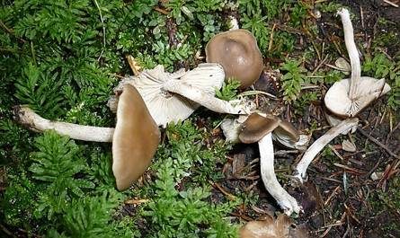 Dickstieliges Graublatt, Foto 3