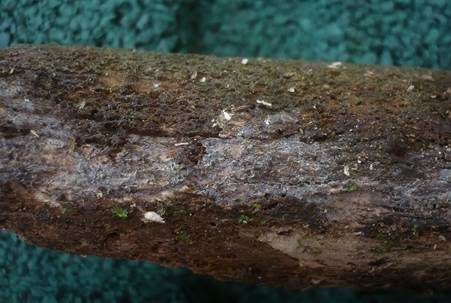 Dickwandsporiger Rindenpilz, Foto 5